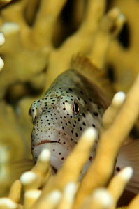 Hawkfish hiding among fire coral. by Paul Colley 